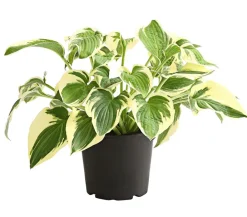 Dehner Blatt- & Schattenstauden - Funkie - Hosta, verschiedene Sorten