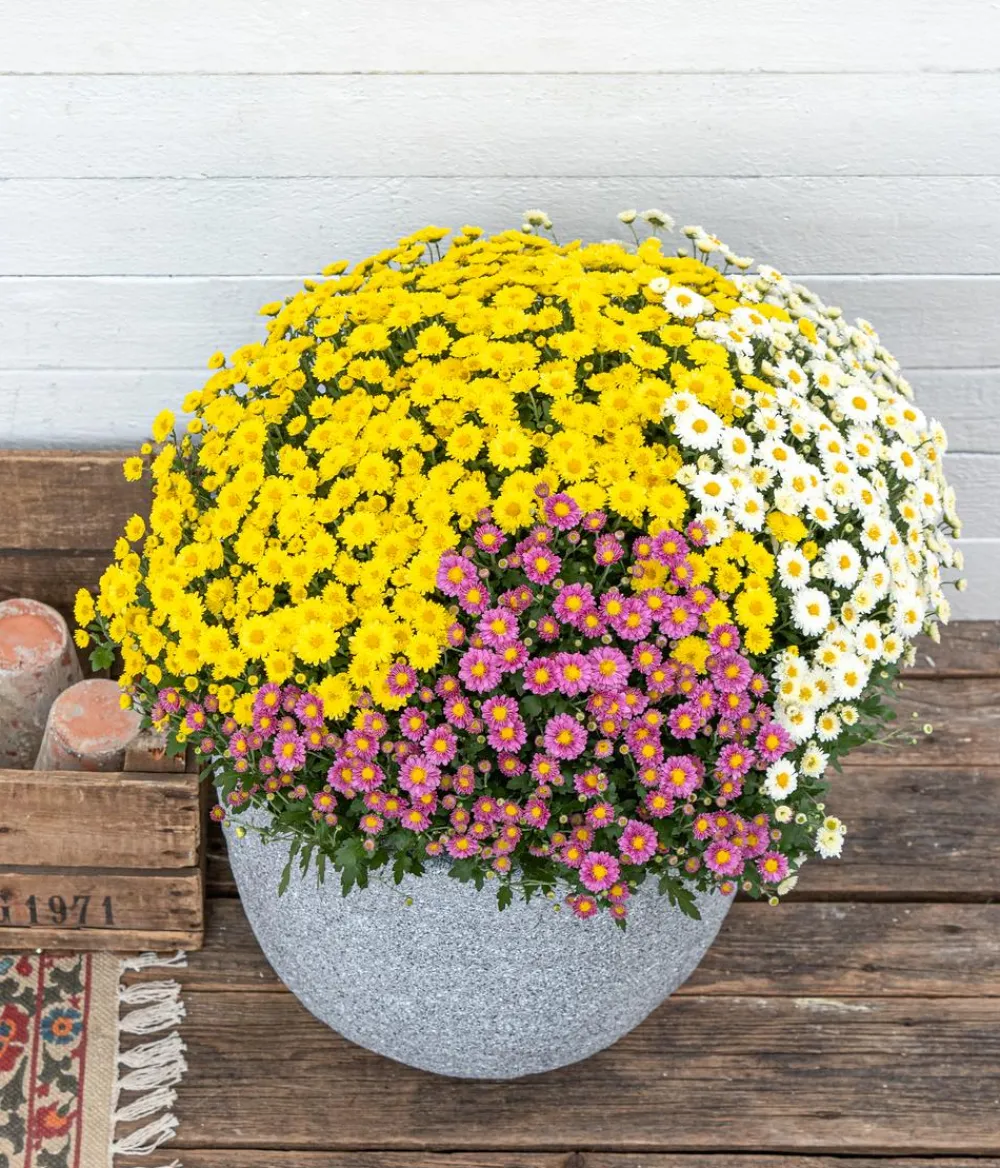 Dehner Garten Chrysanthemen-Trio Bunt Hot