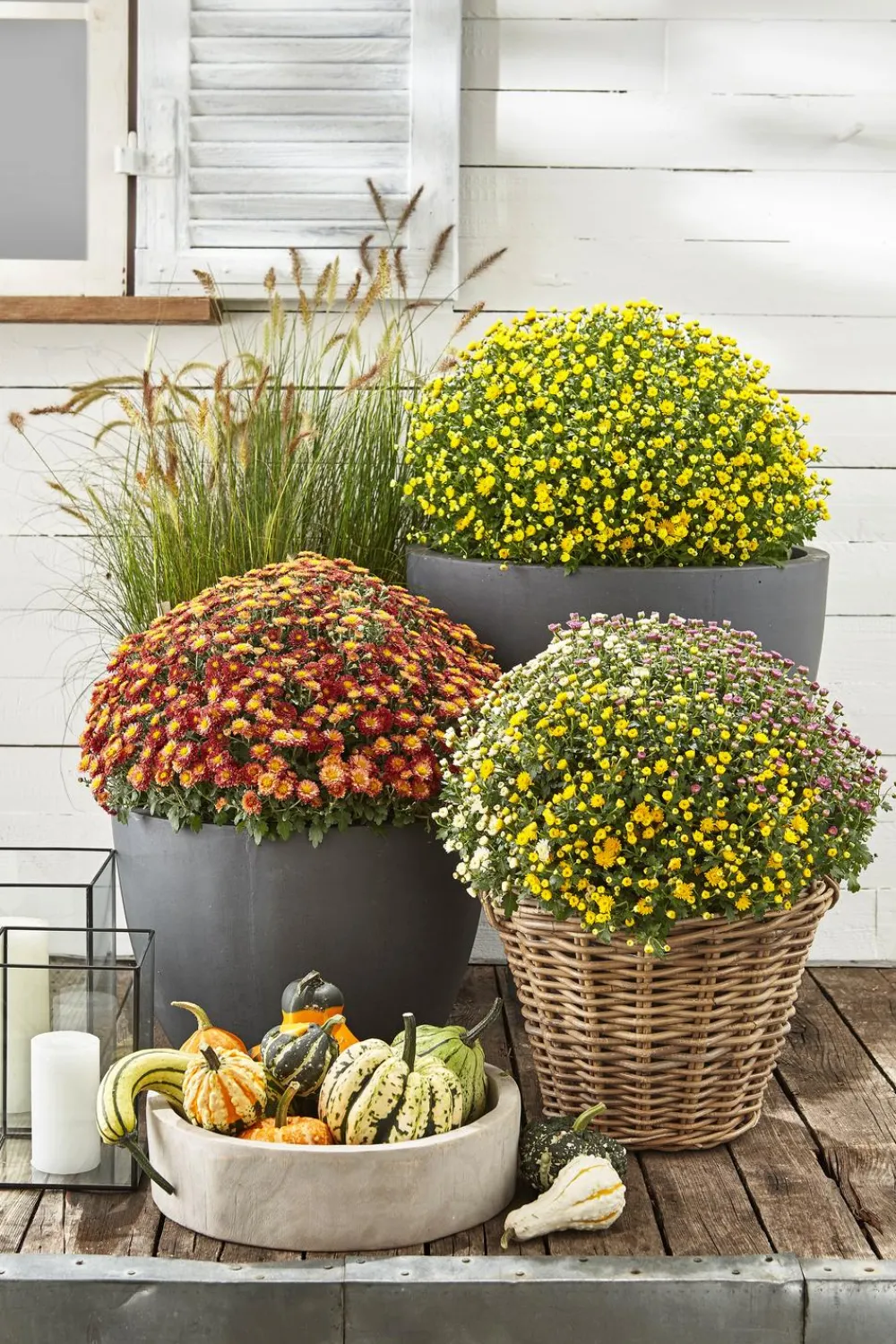 Dehner Garten Chrysanthemen-Trio Bunt Hot