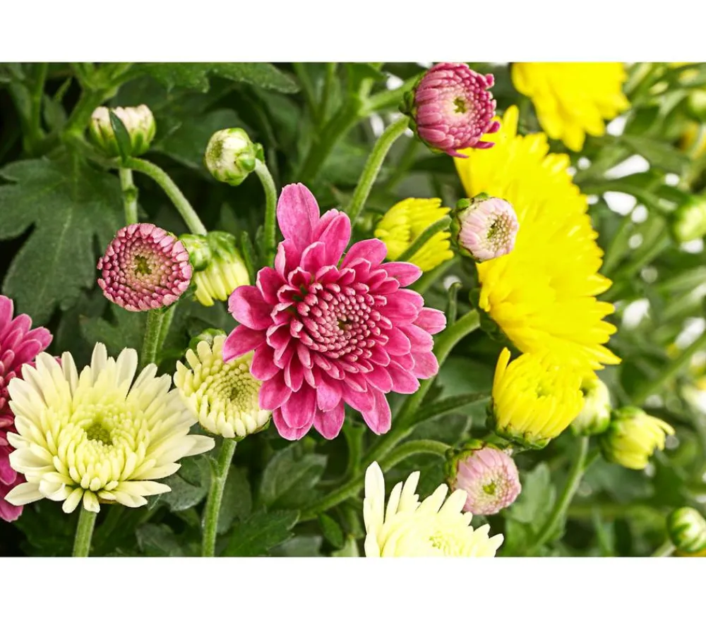 Dehner Garten Chrysanthemen-Trio Bunt Hot