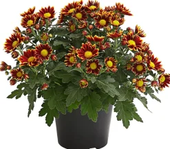 Dehner Terrassenpflanzen > Garten-Chrysantheme, Sonderfarben