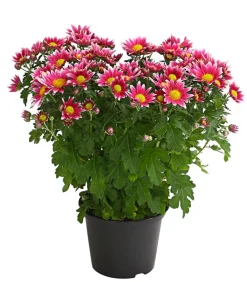 Dehner Terrassenpflanzen > Garten-Chrysantheme, Sonderfarben