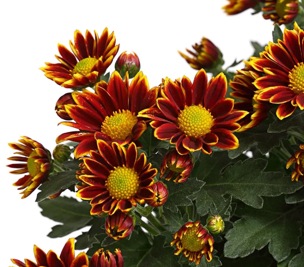 Dehner Terrassenpflanzen > Garten-Chrysantheme, Sonderfarben