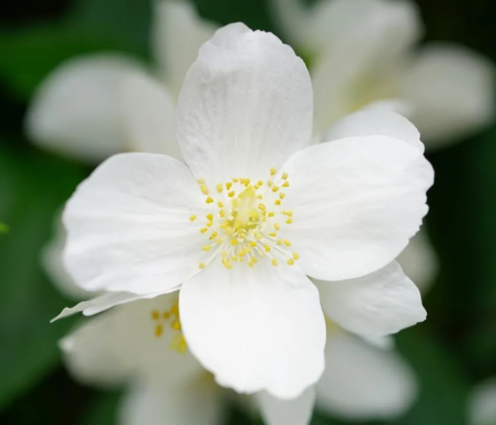Dehner Gartenjasmin 'Lemoinei' Discount