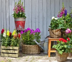 Dehner Sommerblumen > Garten-Löwenmäulchen, verschiedene Farben