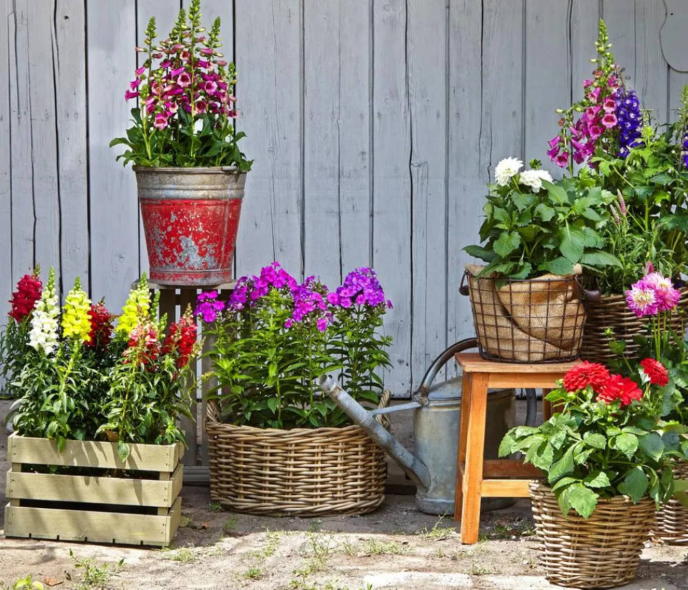 Dehner Sommerblumen > Garten-Löwenmäulchen, verschiedene Farben