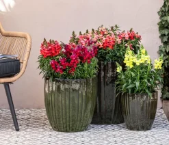 Dehner Sommerblumen > Garten-Löwenmäulchen, verschiedene Farben