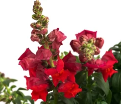 Dehner Sommerblumen > Garten-Löwenmäulchen, verschiedene Farben