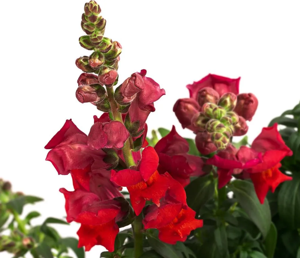 Dehner Sommerblumen > Garten-Löwenmäulchen, verschiedene Farben