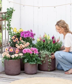 Dehner Sommerblumen > Garten-Löwenmäulchen, verschiedene Farben