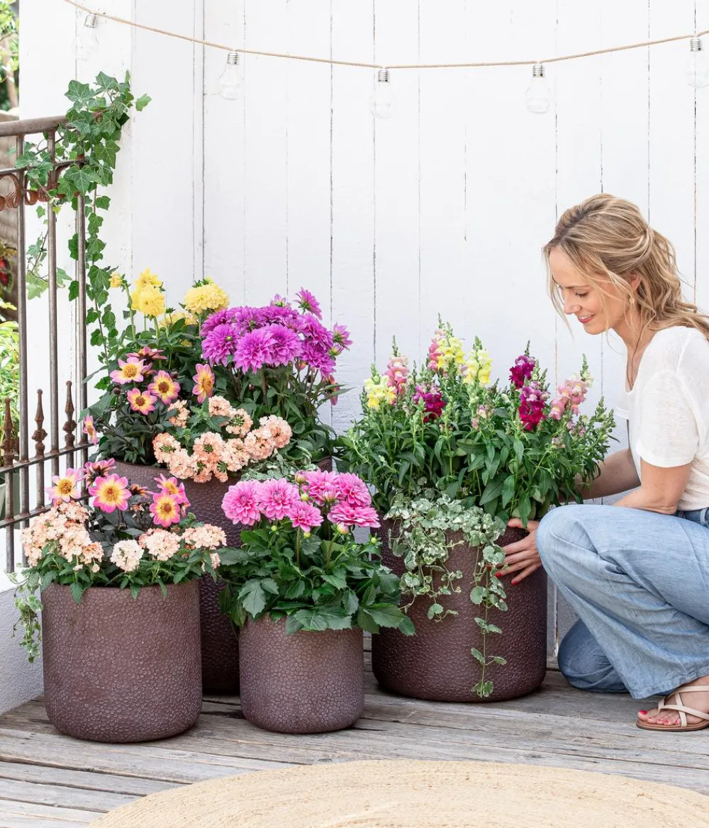 Dehner Sommerblumen > Garten-Löwenmäulchen, verschiedene Farben