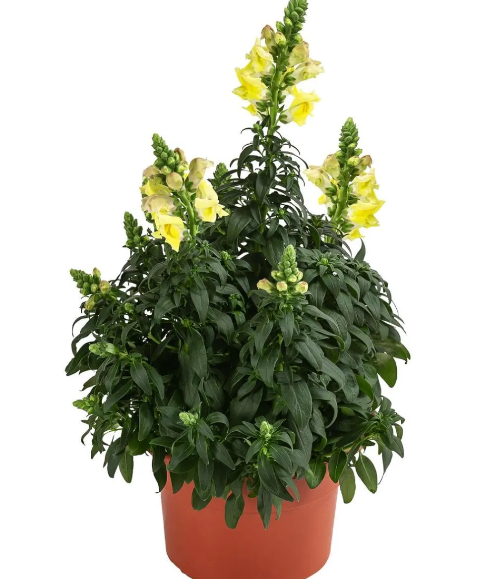 Dehner Sommerblumen > Garten-Löwenmäulchen, verschiedene Farben