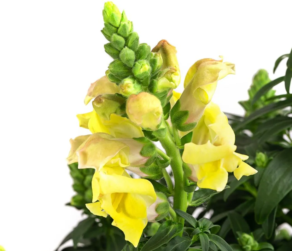 Dehner Sommerblumen > Garten-Löwenmäulchen, verschiedene Farben