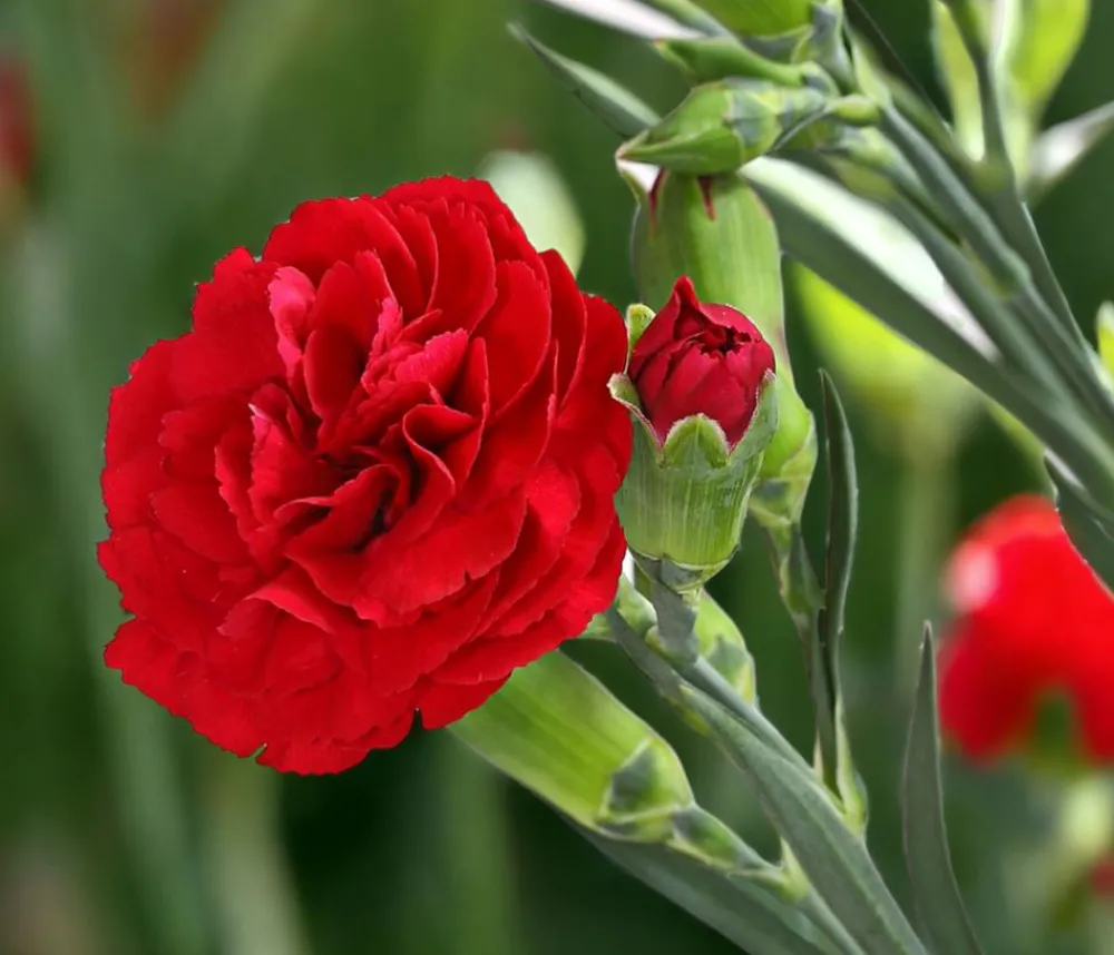 Dehner Garten-Nelke 'Devon Cottage', verschiedene Farben Outlet