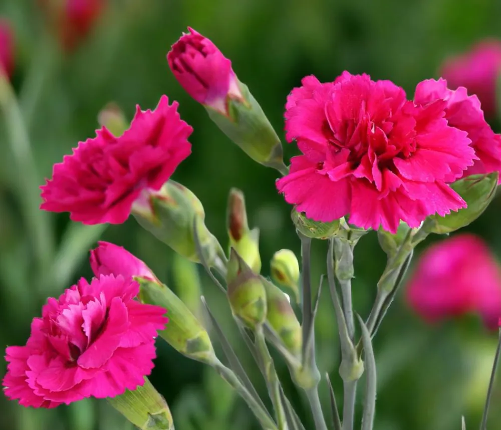 Dehner Garten-Nelke 'Devon Cottage', verschiedene Farben Outlet