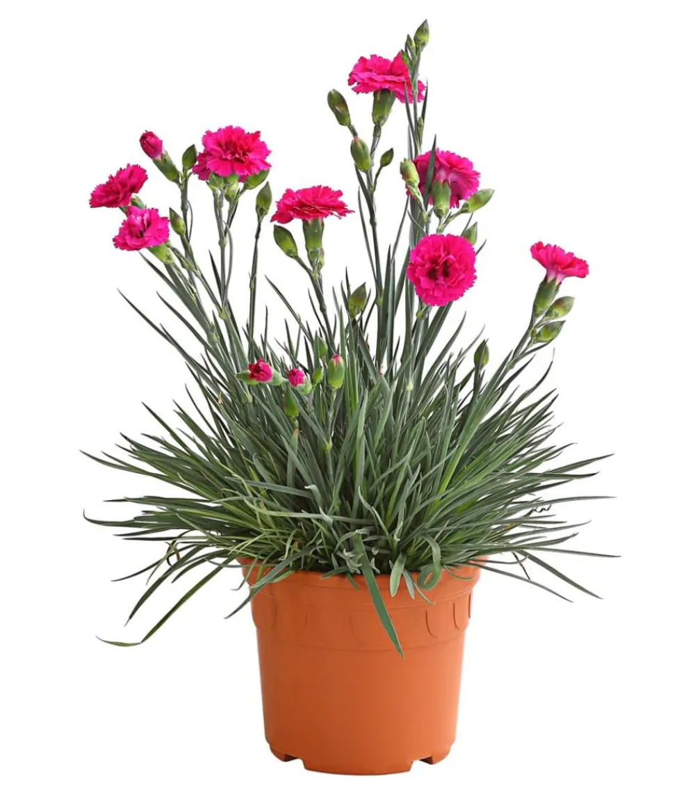 Dehner Garten-Nelke 'Devon Cottage', verschiedene Farben Outlet