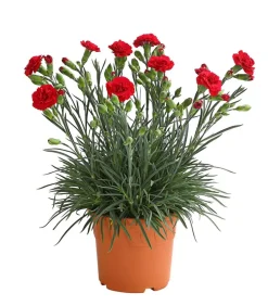 Dehner Garten-Nelke 'Devon Cottage', verschiedene Farben Outlet