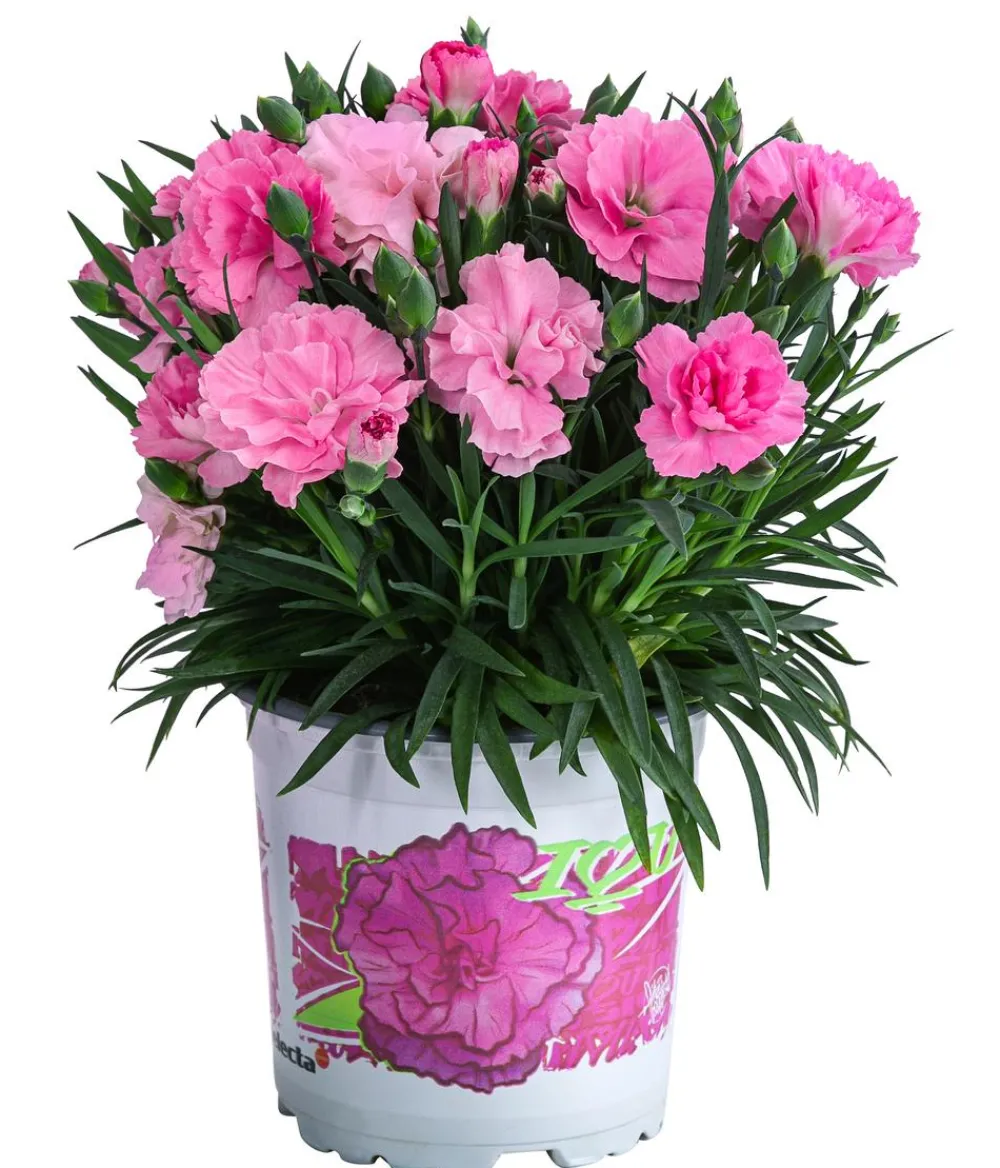 Dehner Garten-Nelke 'I Love You' Rosa Clearance