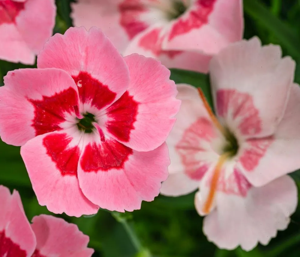 Dehner Sommerstauden|Nelken - Garten-Nelke 'Peach Party'