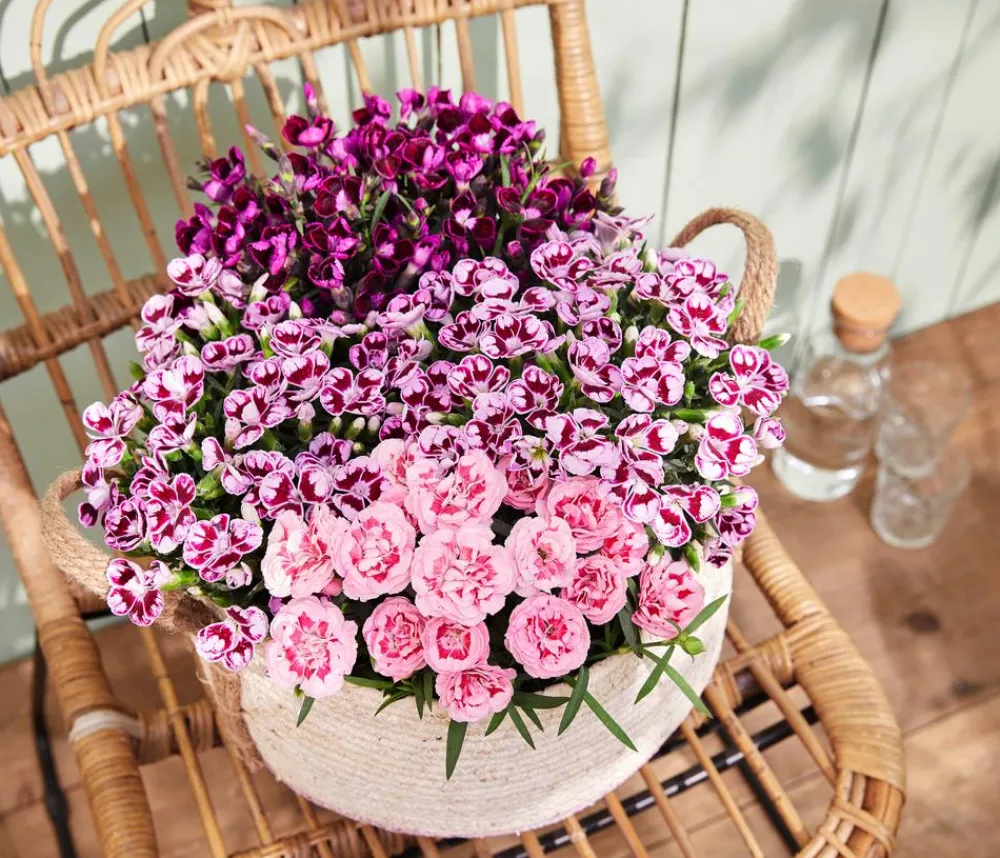 Dehner Sommerstauden|Nelken - Garten-Nelke 'Pental' Pink