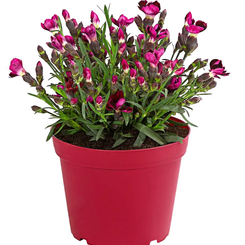 Dehner Sommerstauden|Nelken - Garten-Nelke 'Pental' Pink