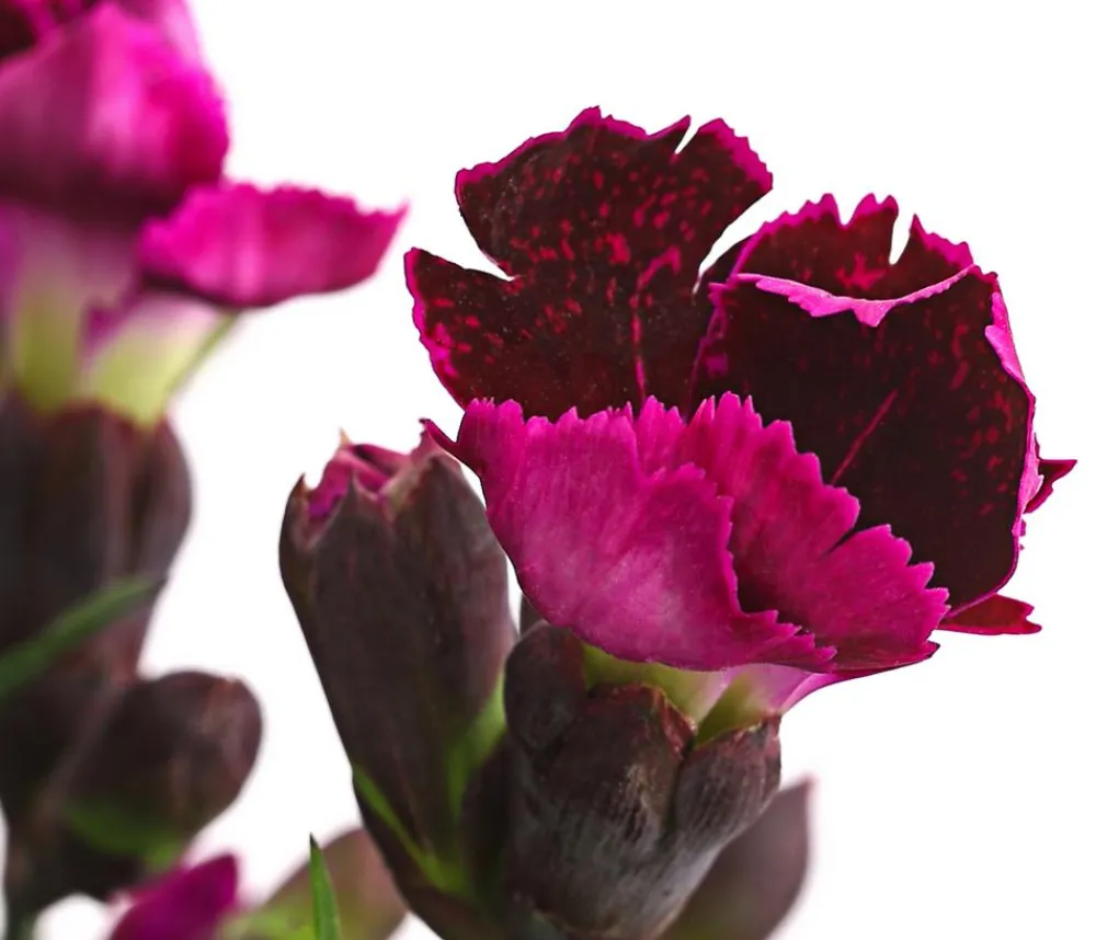 Dehner Sommerstauden|Nelken - Garten-Nelke 'Pental' Pink