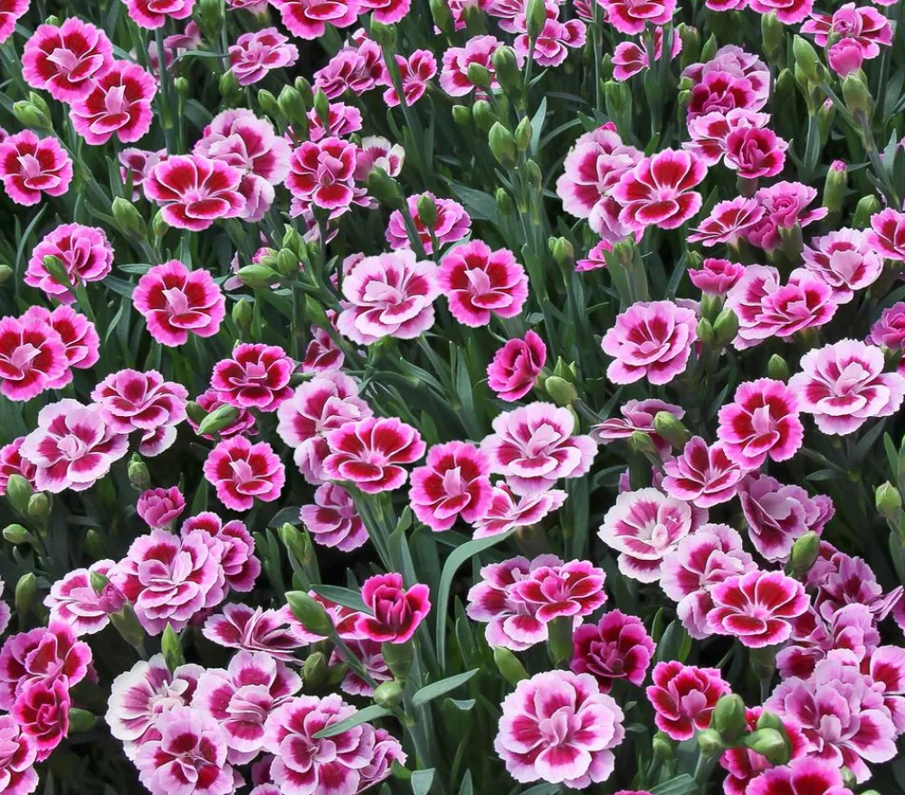 Dehner Sommerstauden|Nelken > Garten-Nelke ' Kisses®'