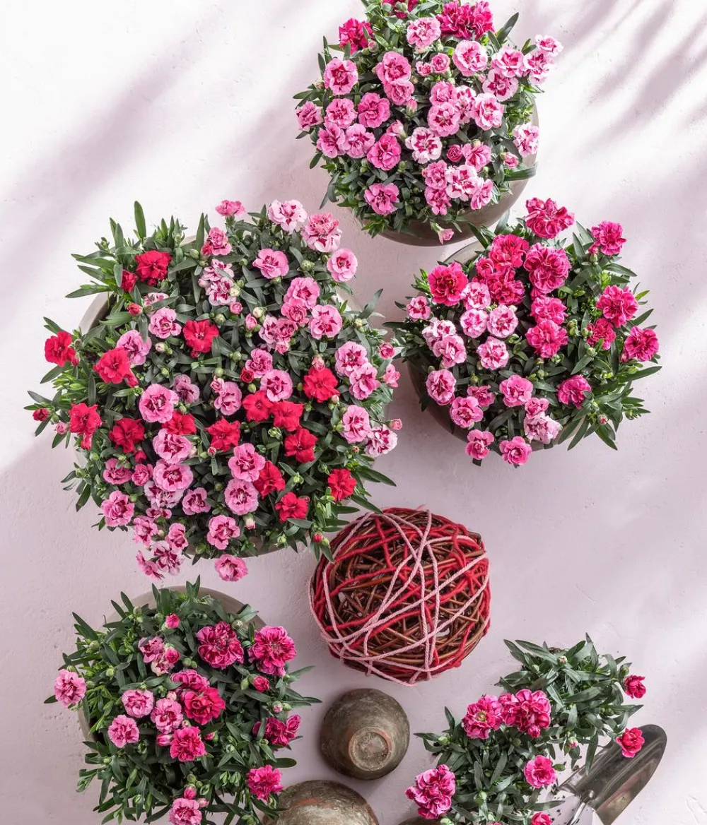 Dehner Sommerstauden|Nelken > Garten-Nelke ' Kisses®'
