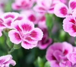 Dehner Sommerstauden|Nelken > Garten-Nelke ' Kisses®'