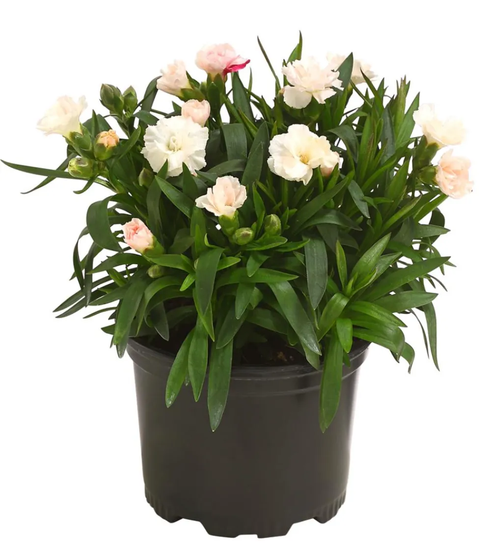 Dehner Sommerstauden|Nelken > Garten-Nelke, verschiedene Farben