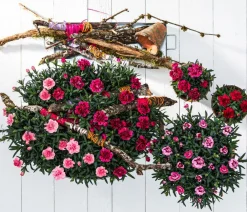 Dehner Sommerstauden|Nelken > Garten-Nelke, verschiedene Farben
