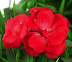 Dehner Sommerstauden|Nelken > Garten-Nelke, verschiedene Farben