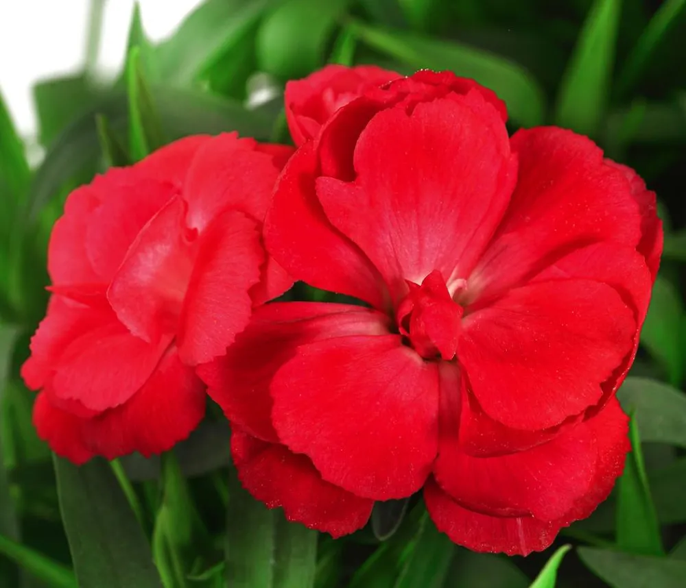 Dehner Sommerstauden|Nelken > Garten-Nelke, verschiedene Farben
