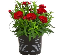 Dehner Sommerstauden|Nelken > Garten-Nelke, verschiedene Farben
