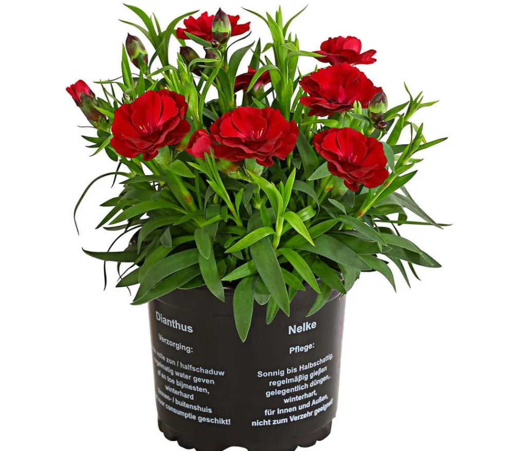 Dehner Sommerstauden|Nelken > Garten-Nelke, verschiedene Farben