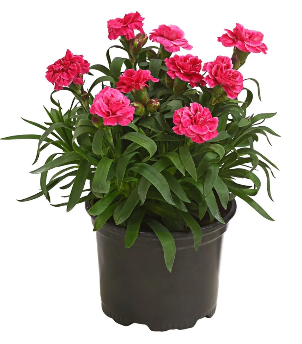 Dehner Sommerstauden|Nelken > Garten-Nelke, verschiedene Farben