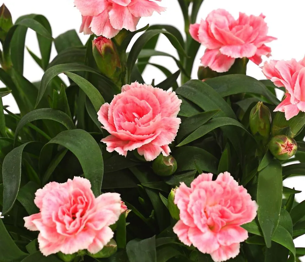 Dehner Sommerstauden|Nelken > Garten-Nelke, verschiedene Farben