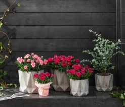 Dehner Sommerstauden|Nelken > Garten-Nelke, verschiedene Farben