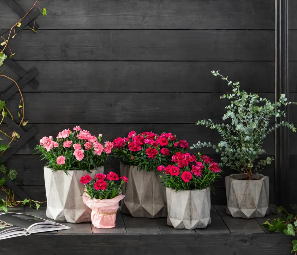 Dehner Sommerstauden|Nelken > Garten-Nelke, verschiedene Farben