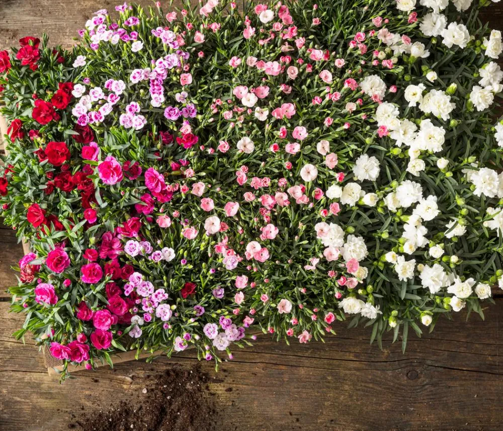 Dehner Sommerstauden|Nelken > Garten-Nelke, verschiedene Farben
