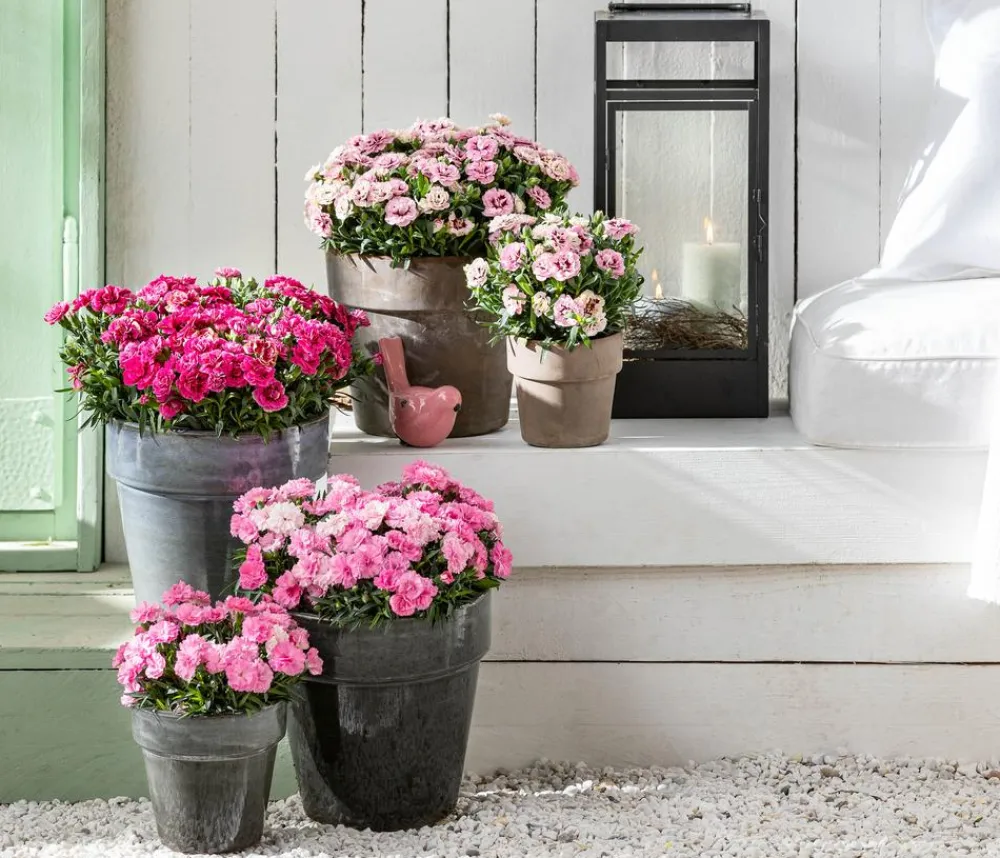 Dehner Sommerstauden|Nelken - Garten-Nelke, verschiedene Farben
