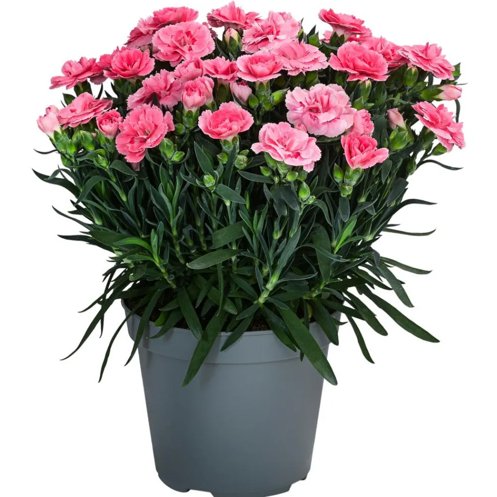 Dehner Sommerstauden|Nelken - Garten-Nelke, verschiedene Farben