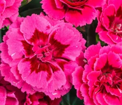 Dehner Sommerstauden|Nelken - Garten-Nelke, verschiedene Farben