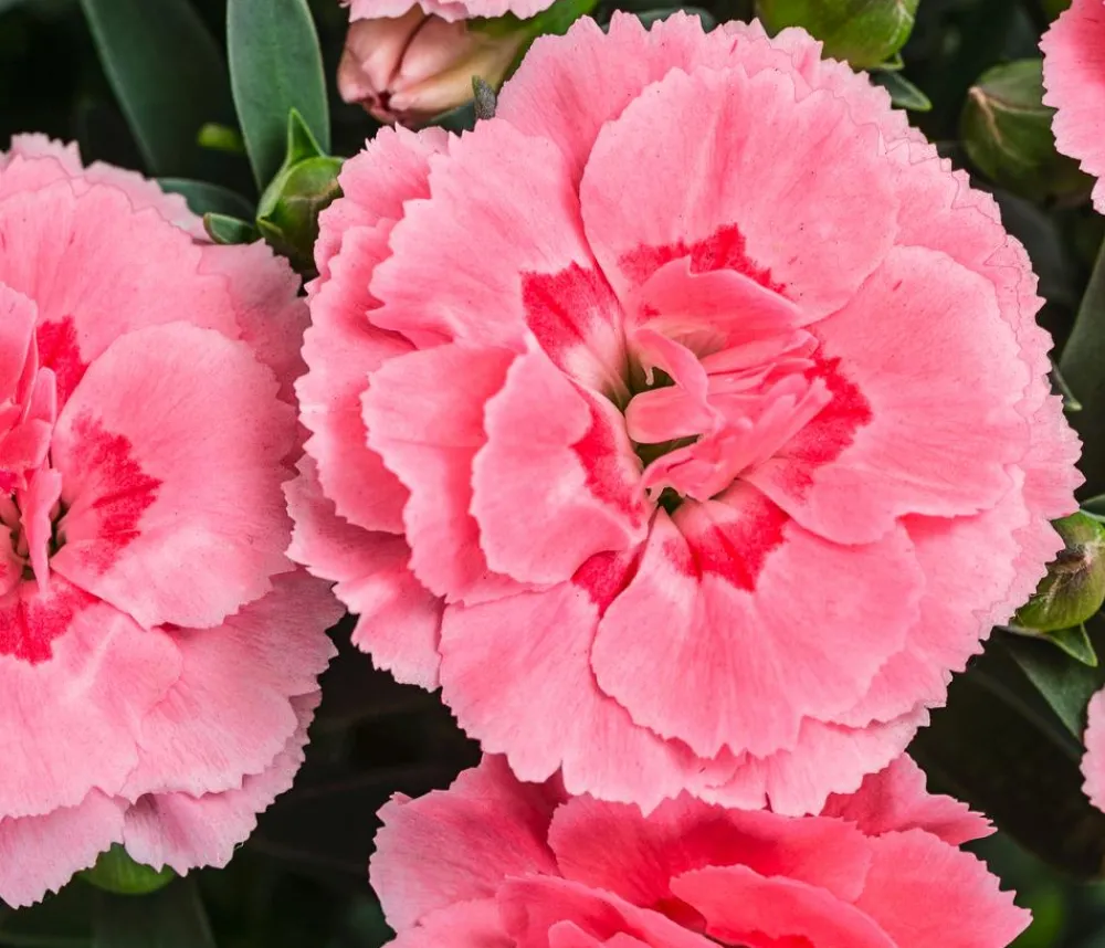 Dehner Sommerstauden|Nelken - Garten-Nelke, verschiedene Farben