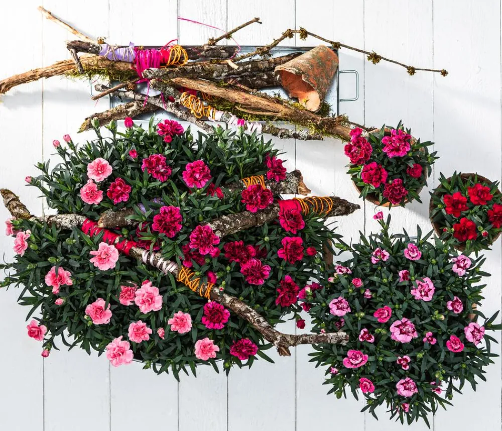 Dehner Sommerstauden|Nelken - Garten-Nelke, verschiedene Farben