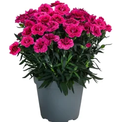 Dehner Sommerstauden|Nelken - Garten-Nelke, verschiedene Farben