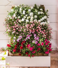 Dehner Sommerstauden|Nelken - Garten-Nelke, verschiedene Farben, 4er-Set
