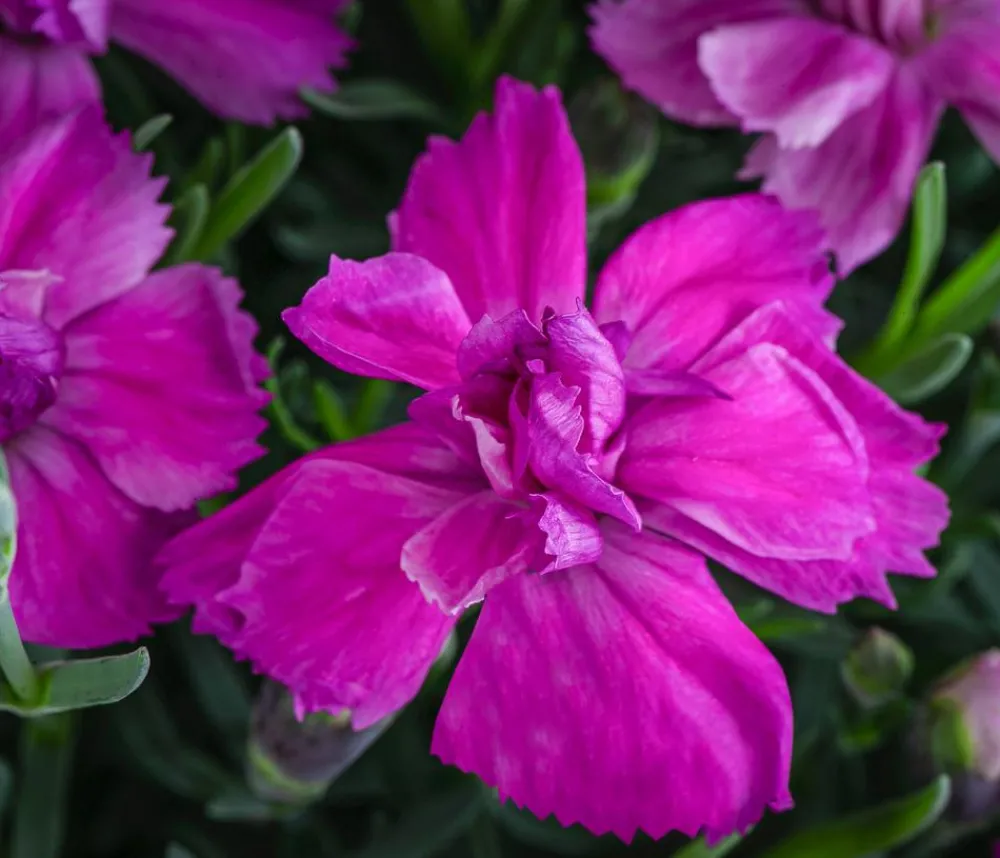 Dehner Garten-Nelke 'Violett Wonder' Lila Best