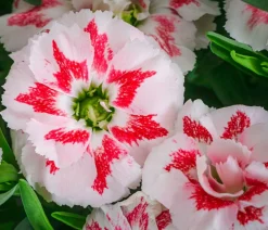 Dehner Sommerstauden|Nelken > Garten-Nelke, zweifarbig, verschiedene Sorten