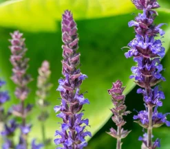 Dehner Sommerstauden - Gartensalbei Lila
